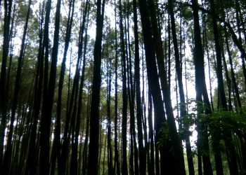 Luas Hutan Indonesia Berdasarkan Fungsinya pada 2023