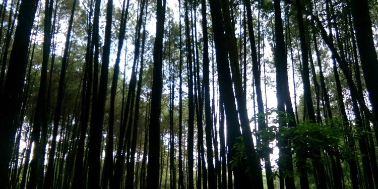 Luas Hutan Indonesia Berdasarkan Fungsinya pada 2023