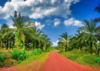 Produksi Kelapa Sawit di Indonesia Berdasarkan Provinsi pada 2023