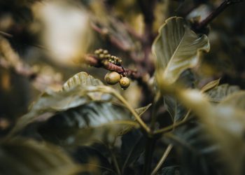 Produksi Kopi di Indonesia Berdasarkan Provinsi pada 2023