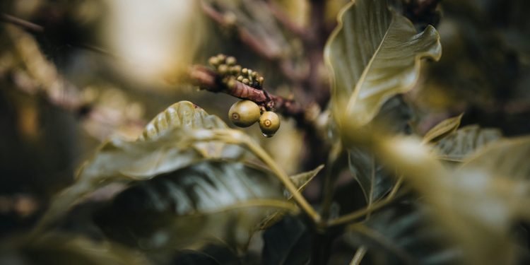 Produksi Kopi di Indonesia Berdasarkan Provinsi pada 2023