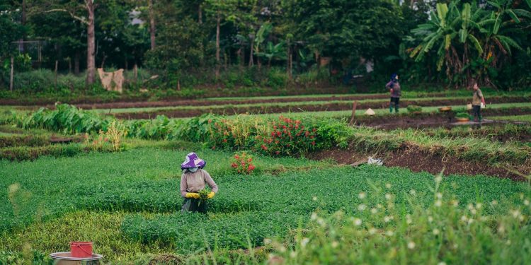 Jumlah Petani di Indonesia