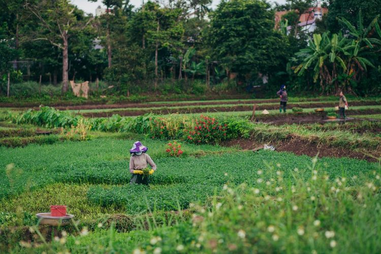 Jumlah Petani Milenial di Indonesia 2023 Berdasarkan Provinsi