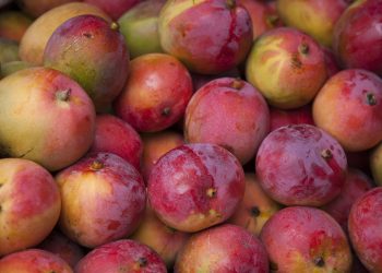 Produksi Mangga di Indonesia Berdasarkan Provinsi pada 2023