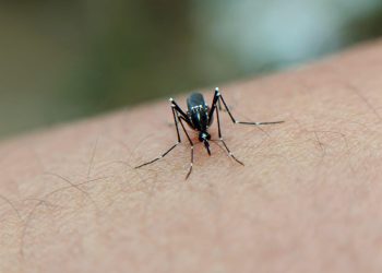 5 Cara Ampuh Mencegah Demam Berdarah di Musim Hujan, Wajib Tahu!