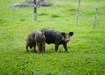 Populasi Babi di Indonesia 2024 Menurut Provinsi