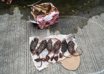 Indeks Kemerdekaan Pers Indonesia 2024 Menurut Provinsi