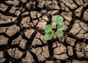 Deforestasi di Indonesia Meningkat, Kalimantan Alami Kehilangan Hutan Terluas pada 2024