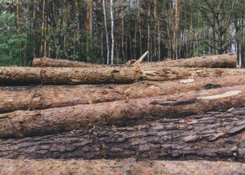 Kabupaten dengan Deforestasi Terluas di Indonesia pada 2024