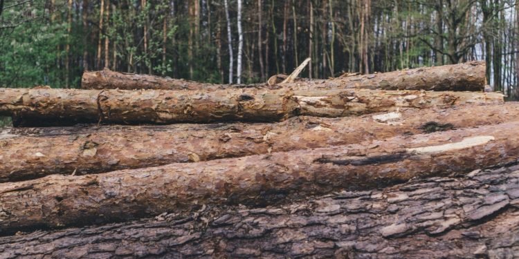 Kabupaten dengan Deforestasi Terluas di Indonesia pada 2024