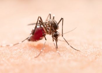 Kasus Demam Berdarah 2025, Brasil Terbanyak di Dunia