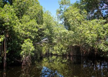 Luas Hutan Mangrove di Indonesia 2024 Berdasarkan Provinsi