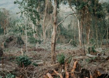Penyebab Utama Deforestasi Hutan Primer Tropis di Dunia 2024