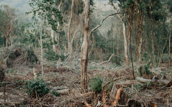 Penyebab Utama Deforestasi Hutan Primer Tropis di Dunia 2024