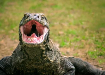 Populasi Komodo di Indonesia Terancam Punah akibat Krisis Iklim