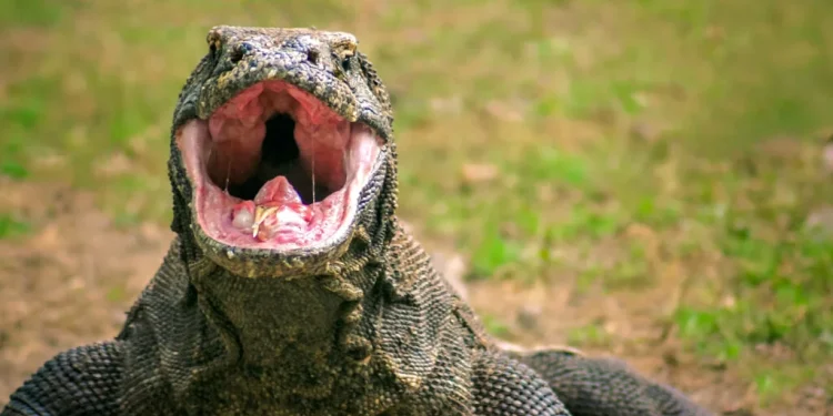 Populasi Komodo di Indonesia Terancam Punah akibat Krisis Iklim