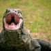 Populasi Komodo di Indonesia Terancam Punah akibat Krisis Iklim