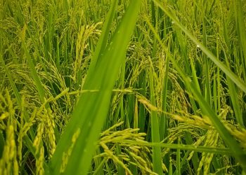 Sumber Karbohidrat Utama di Indonesia 2024 Beras Masih Mendominasi