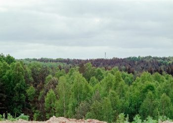 10 Provinsi dengan Luas Hutan Adat Terbesar di Indonesia per Desember 2024