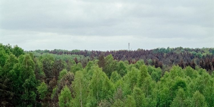 10 Provinsi dengan Luas Hutan Adat Terbesar di Indonesia per Desember 2024