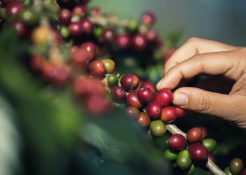 Produksi Kopi Indonesia 2024 Tembus 807 Ribu Ton, Tertinggi dalam 10 Tahun