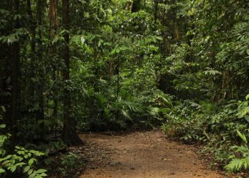 Hutan Desa Jadi Skema Terbesar Perhutanan Sosial 2024, Capai 1,65 Juta Hektare