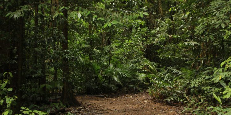 Hutan Desa Jadi Skema Terbesar Perhutanan Sosial 2024, Capai 1,65 Juta Hektare