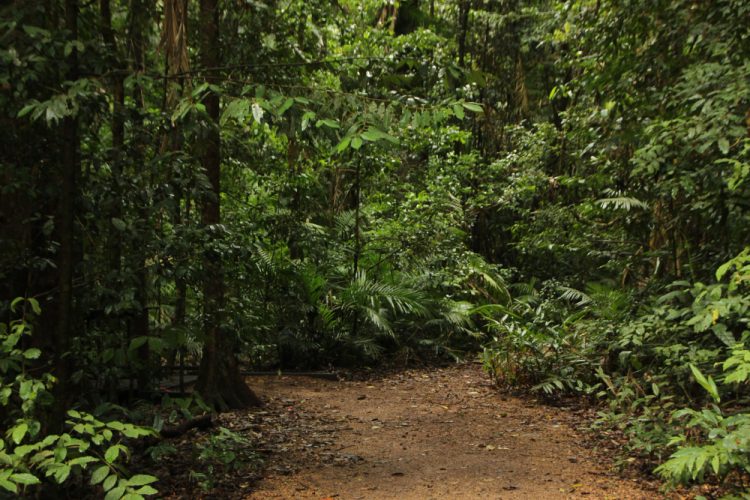 Hutan Desa Jadi Skema Terbesar Perhutanan Sosial 2024, Capai 1,65 Juta Hektare