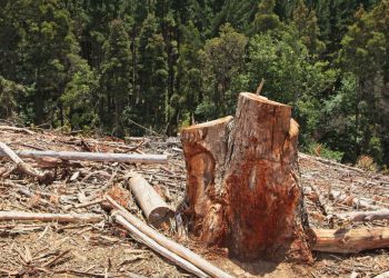 10 Negara dengan Deforestasi Terbesar di Dunia 2015–2024 Menurut WRI