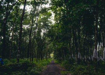 10 Negara dengan Hutan Terluas di Dunia 2025 Menurut FAO, Ada Indonesia