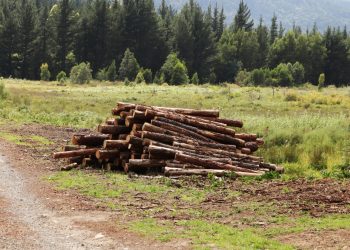 Luas Deforestasi Sumatra 2024 Capai 78.030,6 Ha, Riau Tertinggi-resized-to-large