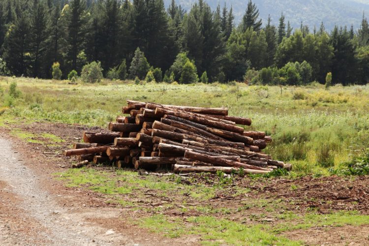 Luas Deforestasi Sumatra 2024 Capai 78.030,6 Ha, Riau Tertinggi-resized-to-large