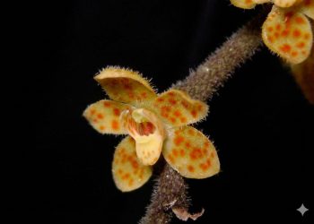 Penemuan Spesies Baru 2025 BRIN Ungkap 51 Spesies dari Indonesia dan Luar Negeri