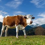 Jelang Iduladha, Ini Negara Penghasil Daging Sapi Terbesar di Dunia 2025, Brasil Mendominasi