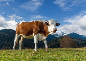 Jelang Iduladha, Ini Negara Penghasil Daging Sapi Terbesar di Dunia 2025, Brasil Mendominasi