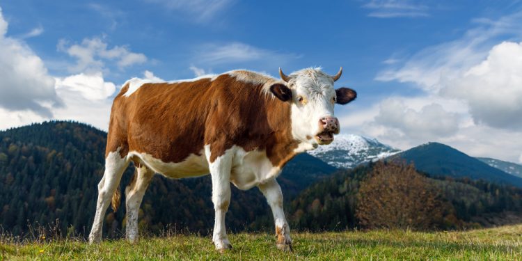 Jelang Iduladha, Ini Negara Penghasil Daging Sapi Terbesar di Dunia 2025, Brasil Mendominasi