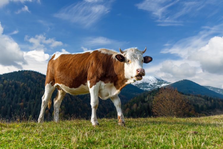 Jelang Iduladha, Ini Negara Penghasil Daging Sapi Terbesar di Dunia 2025, Brasil Mendominasi