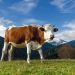 Jelang Iduladha, Ini Negara Penghasil Daging Sapi Terbesar di Dunia 2025, Brasil Mendominasi
