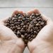 Negara Penghasil Kopi Terbesar di Dunia pada 2025/2026