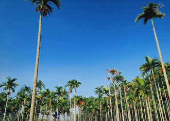 10 Provinsi dengan Kebun Sawit Terluas di Indonesia 2026
