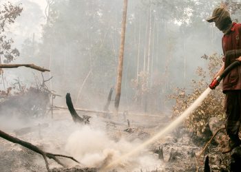 10 Provinsi dengan Karhutla Terluas hingga Juli 2026, Kalimantan Barat Teratas (2) (1)